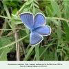 polyommatus coelestinus  male armenia sevan1